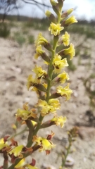 Tritoniopsis parviflora