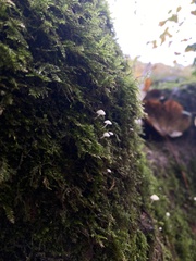 Mycena tenerrima