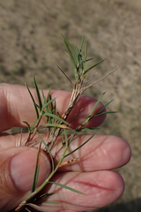 Agrostis stolonifera