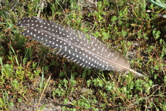 Numida meleagris coronatus