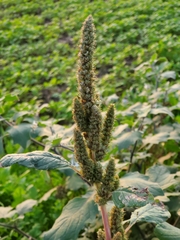 Amaranthus hybridus