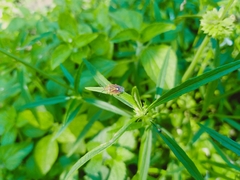 Agonoscelis versicoloratus