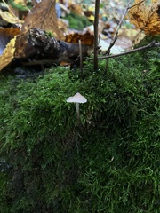 Mycena tenerrima