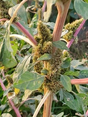 Amaranthus hybridus