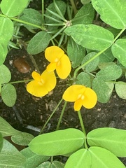 Arachis