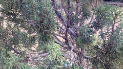 Juniperus osteosperma