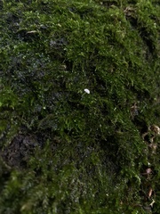 Mycena tenerrima