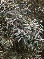 Olea europaea