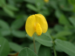 Arachis duranensis