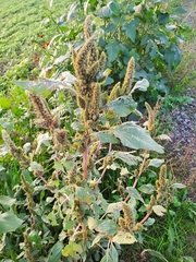 Amaranthus hybridus