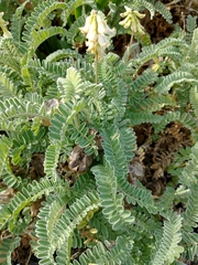 Astragalus nuttallii