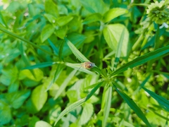 Agonoscelis versicoloratus