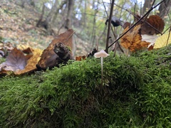 Mycena tenerrima