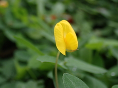 Arachis duranensis
