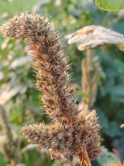 Amaranthus hybridus