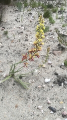 Tritoniopsis parviflora