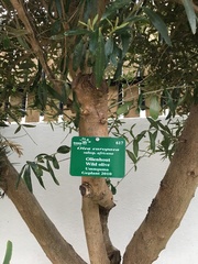 Olea europaea