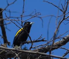 Cacicus chrysopterus