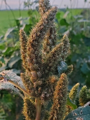 Amaranthus hybridus