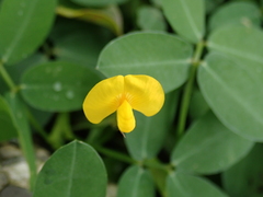 Arachis duranensis