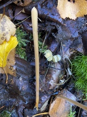 Macrotyphula fistulosa