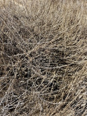 Artemisia californica