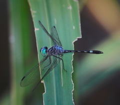 Micrathyria spinifera