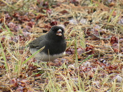 Junco hyemalis