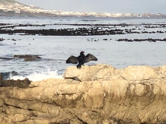 Microcarbo coronatus