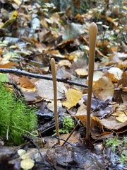 Macrotyphula fistulosa