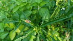 Agonoscelis versicoloratus