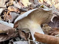 Clitocybaceae