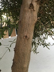 Olea europaea