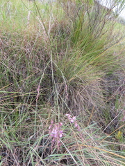 Polygala hottentotta