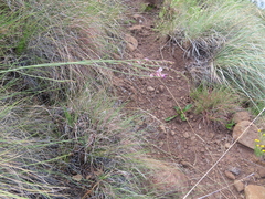 Polygala hottentotta