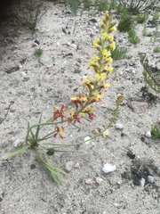 Tritoniopsis parviflora