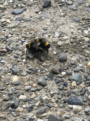 Bombus terrestris