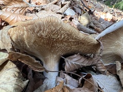 Clitocybaceae