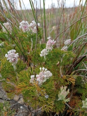 Paranomus abrotanifolius