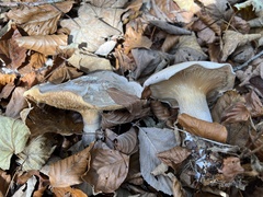 Clitocybaceae