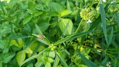 Agonoscelis versicoloratus