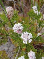 Paranomus abrotanifolius