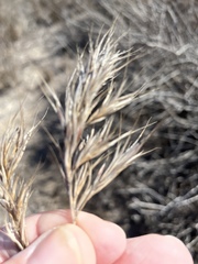 Bromus madritensis