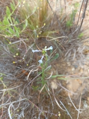 Lobelia comosa