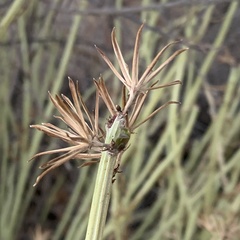 Kleinia longiflora