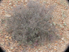 Krameria bicolor