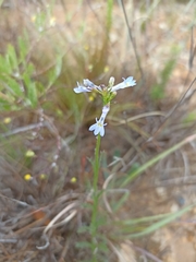Lobelia comosa