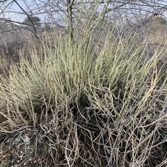 Kleinia longiflora