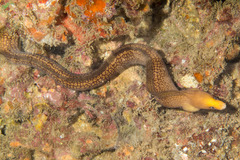 Gymnothorax melatremus