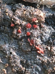 Metatrichia vesparium